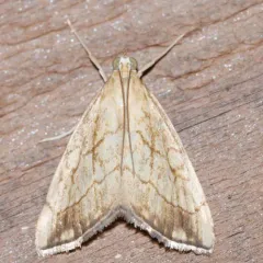 Purple-backed Cabbageworm Moth thumbnail 4