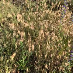 corn brome thumbnail 4