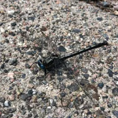 Horned Clubtail thumbnail 2