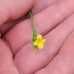 Grooved Yellow Flax thumbnail 2