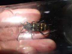 Calloides nobilis thumbnail 2