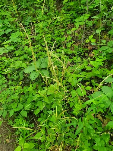 prairie wedge grass