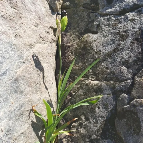 beach-head iris