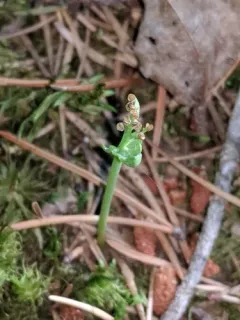 pale moonwort thumbnail 2