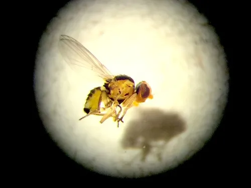 Liriomyza assimilis