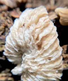 Hypomyces tremellicola thumbnail 3