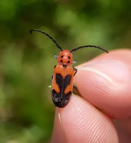 Blackened Milkweed Beetle