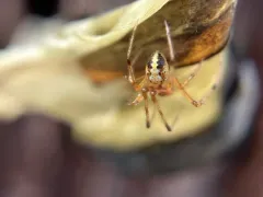 Theridion varians thumbnail 2