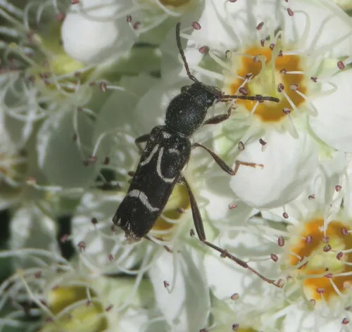 Clytus canadensis