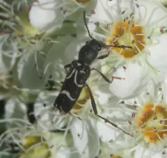 Clytus canadensis thumbnail 1