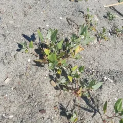 Creeping Saltbush thumbnail 3