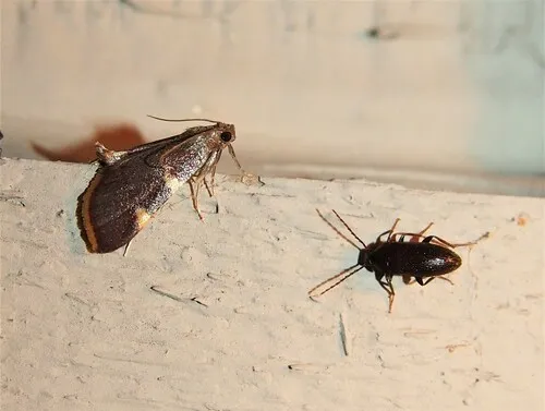 Lobopoda punctulata