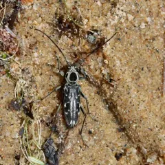 Fulminating Long-horned Beetle thumbnail 2