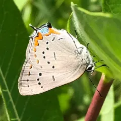 Acadian Hairstreak thumbnail 2