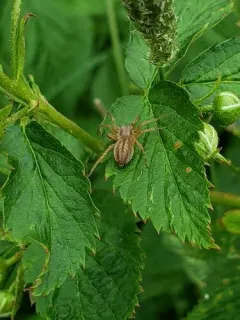 Riparian Sac Spider thumbnail 2
