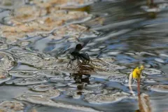 Anoplius depressipes thumbnail 3