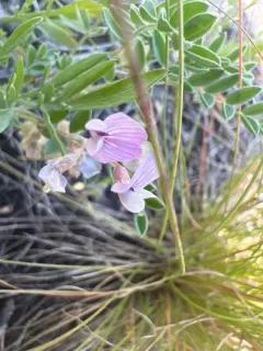 Least Bladdery Milkvetch thumbnail 2