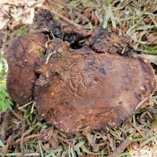 Sarcodon indurescens