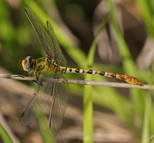 Eastern Ringtail