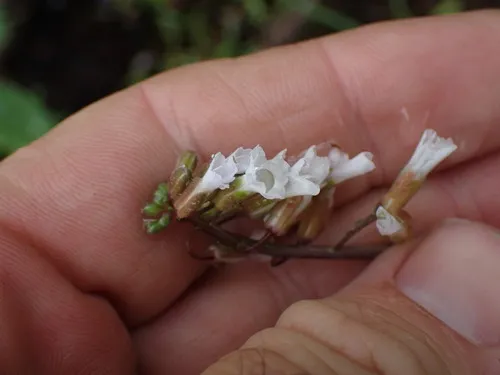 Collins' rockcress