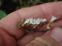 Collins' rockcress thumbnail 1