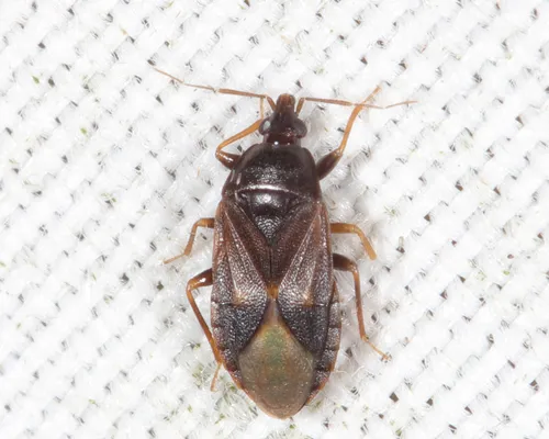 Lyctocoris stalii