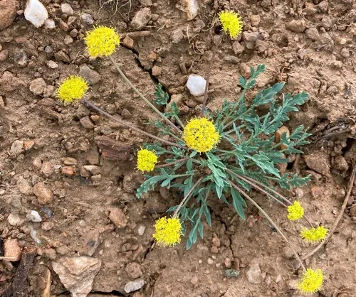 Davis' Springparsley
