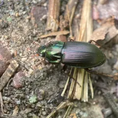 Woodland Ground Beetle thumbnail 1