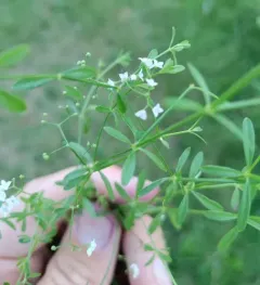 Bluntleaf Bedstraw thumbnail 2