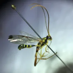 Spilopteron occiputale thumbnail 2