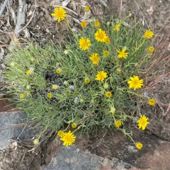Desert Yellow Fleabane thumbnail 1