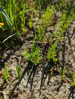 Common Glasswort thumbnail 2