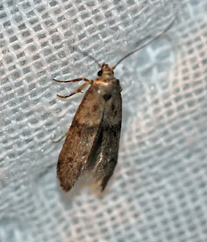 Blastobasis taurusella