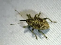 Hazelnut Weevil thumbnail 3