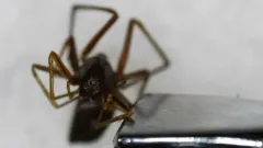 Myrmecotypus lineatus thumbnail 1