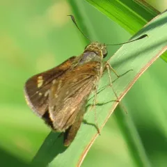 Little Glassywing thumbnail 2