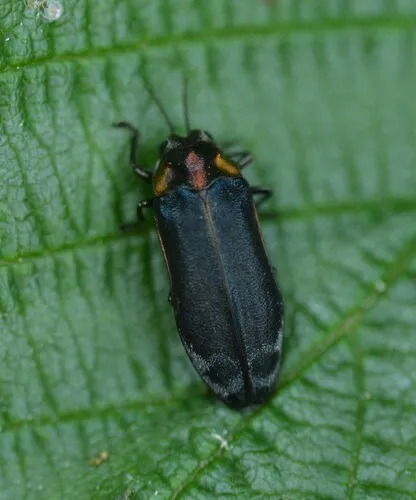 Alder Gall Buprestid
