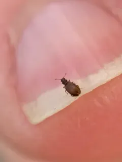Plaster Beetle thumbnail 2