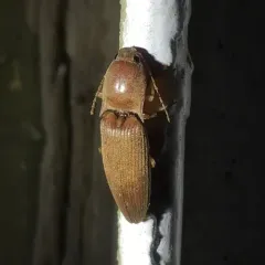 Monocrepidius lividus thumbnail 4
