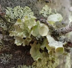 Pallid Candlewax Lichen thumbnail 3