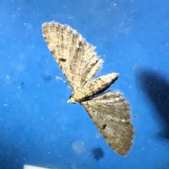 Common Eupithecia Moth thumbnail 1