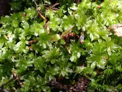 Roell's Moss thumbnail 3