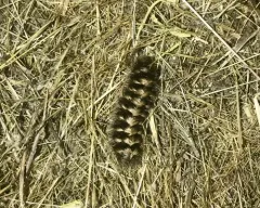 Clio Tiger Moth thumbnail 3