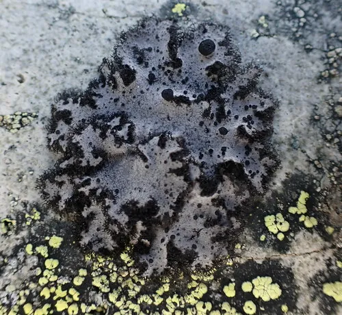 Fringed Rocktripe Lichen
