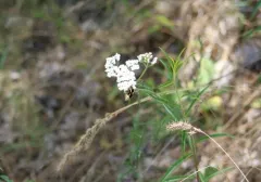 Schinia perminuta thumbnail 3