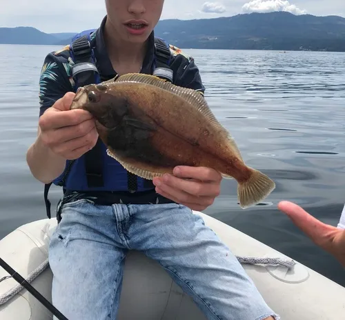 Pacific Sanddab