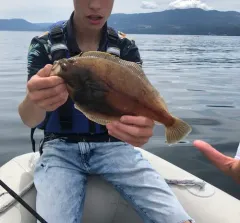 Pacific Sanddab thumbnail 1