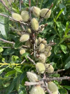 Dwarf Russian Almond thumbnail 2