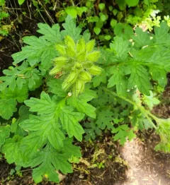 western waterleaf thumbnail 4