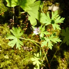 Northern Cranesbill thumbnail 3